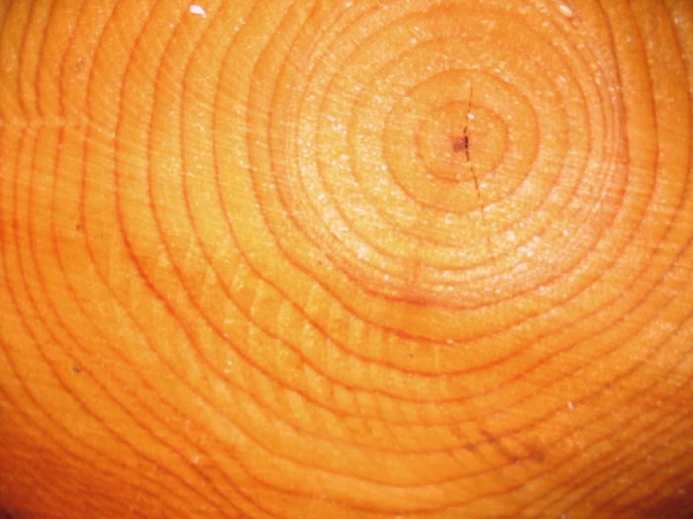 Tree growth rings