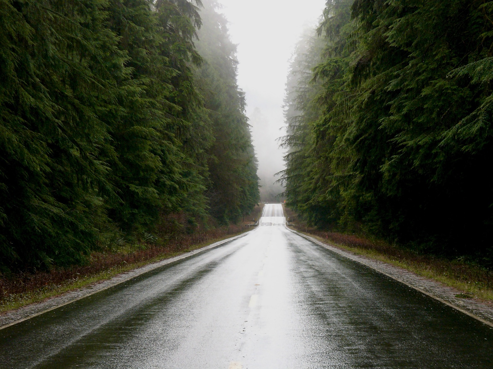 Olympic Peninsula old-growth forest