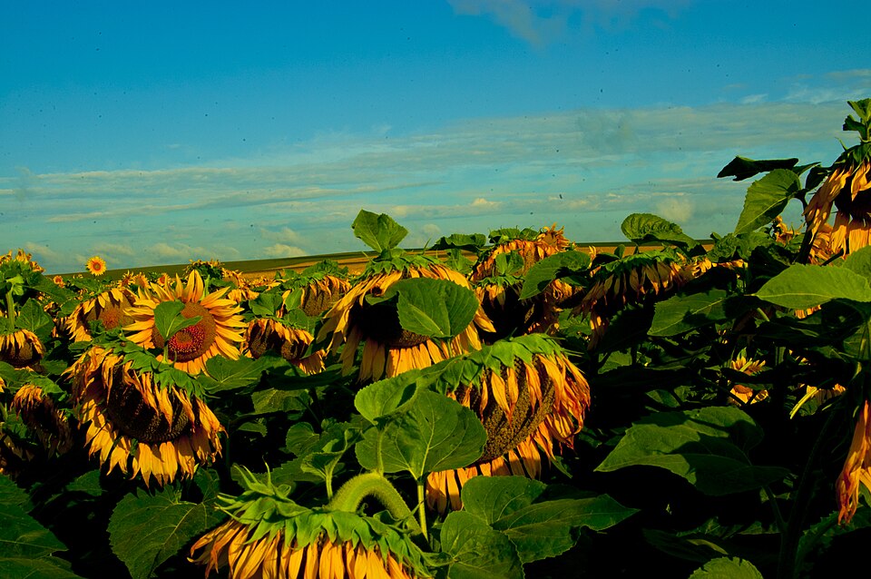 A sunflower field in Ukraine — sunflowers are Ukraine's national flower